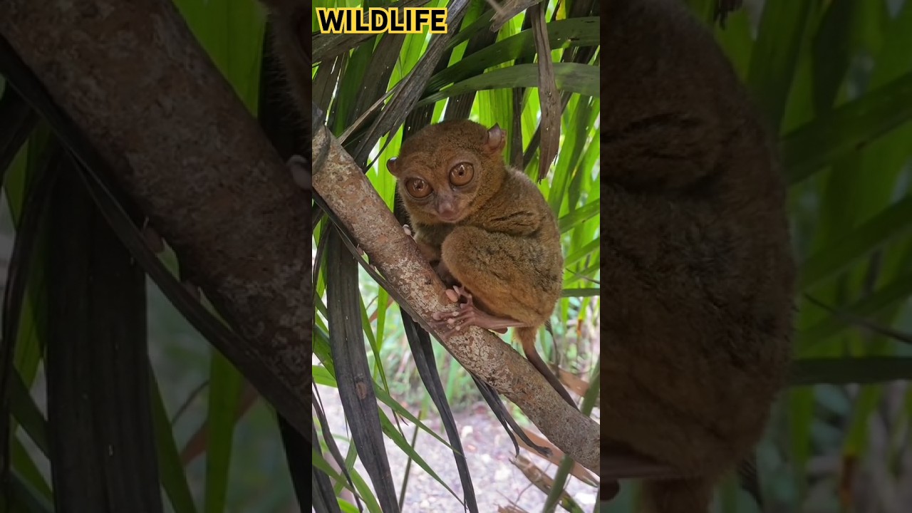 Encounter with Tiny Predator! Unveiling the Creepy and Menacing World of the Smallest Predator