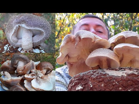 Гриби Шиїтаке — імператорський лікувальний гриб. Сухий, цілий — 100 грам., видео 1