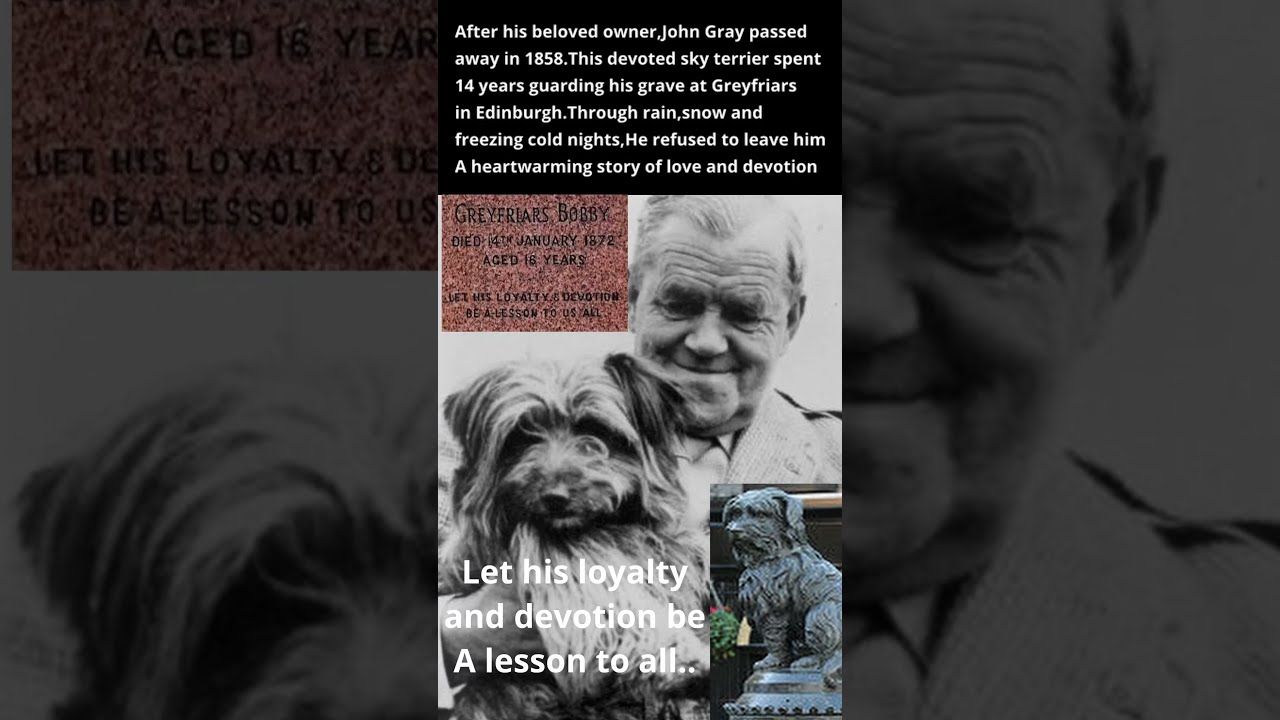 🐾14 YEARS dog WAITS at His Owner’s Grave... Unbelievable Loyalty! 😢❤️