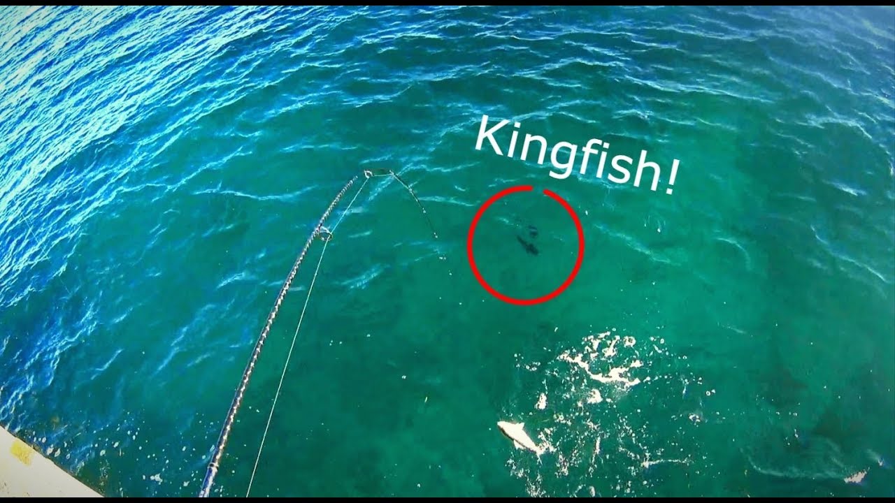 Tumby Bay Fishing Chaos (KINGFISH SIGHTING) & Kingscote Jetty Squid