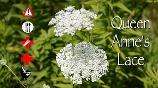 Queen Anne's Lace: Edible, Medicinal, Cautions & Other Uses
