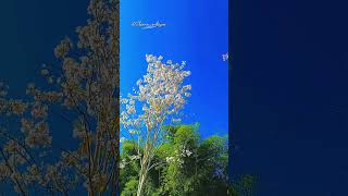 SPRING VIBES DI BACAN MALUKU UTARA