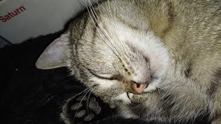 Видео Молодая поросль шерстяная осваивает деревья)))) (автор: UR3QQC)