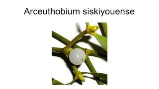 Arceuthobium Siskiyouense