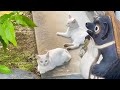 庭で寛ぐ白い野良猫2匹にチュールスープを与えたら凄い格好で飲んでいた(過去動画の再編集)