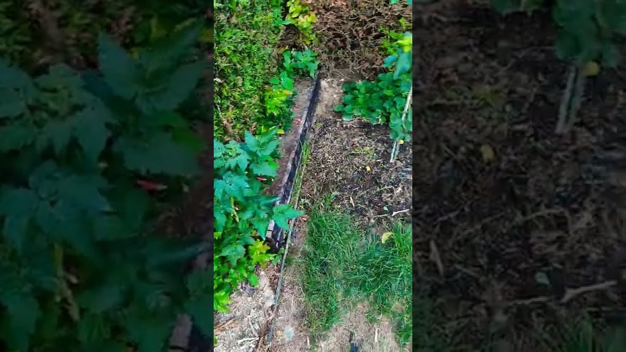 Оставил томаты и перцы в горшках