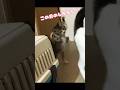 保護当時の子猫ここみ② 先輩猫にしかえし? #shorts #cat #保護猫 #memes #kitten #cute