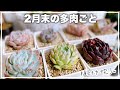 【多肉植物】春までにやっておきたい多肉ごと❣️