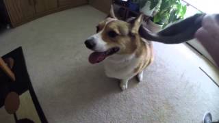 Broading corgi ridin wit dat grey skinny toy