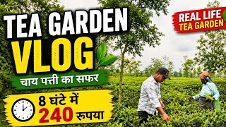 Assam tea garden 