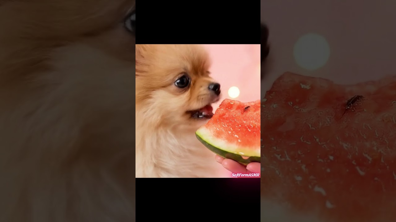 Cute Puppy ASMR Mukbang 🐶 | Relaxing Dog Eating Sounds