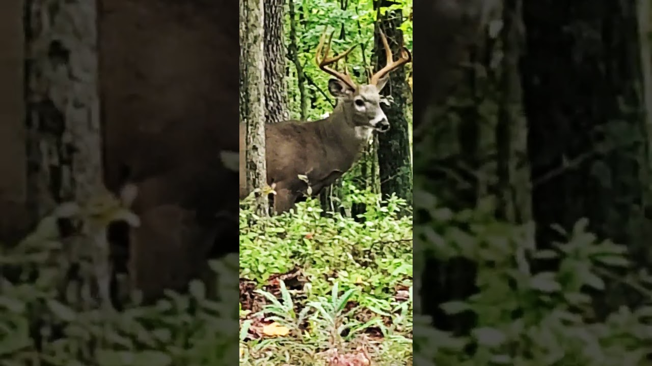 3 🦌Bucks Bushkill, PA
