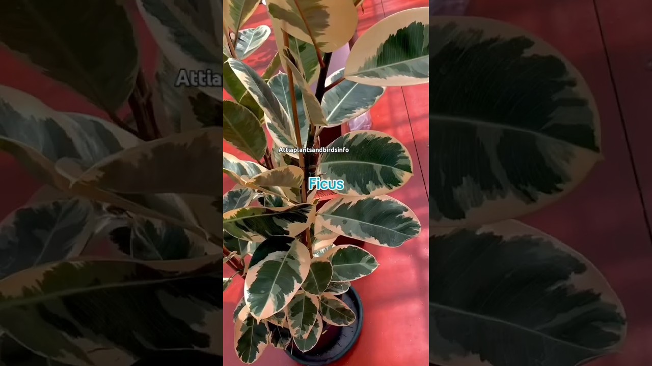 20 best indoor plants name and pictures