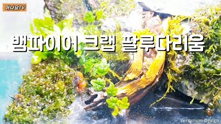 Vampire Crab Paludarium|뱀파이어크랩 팔루다리움