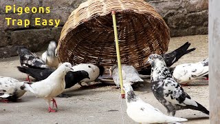 Pigeon Bird Trap Easy || Trap Pigeons Instantly - Easy Bird Trap That Actually Works