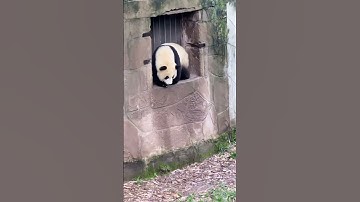 THE REAL REASON WHY PANDAS WERE ENDANGERED 🐼 #shorts