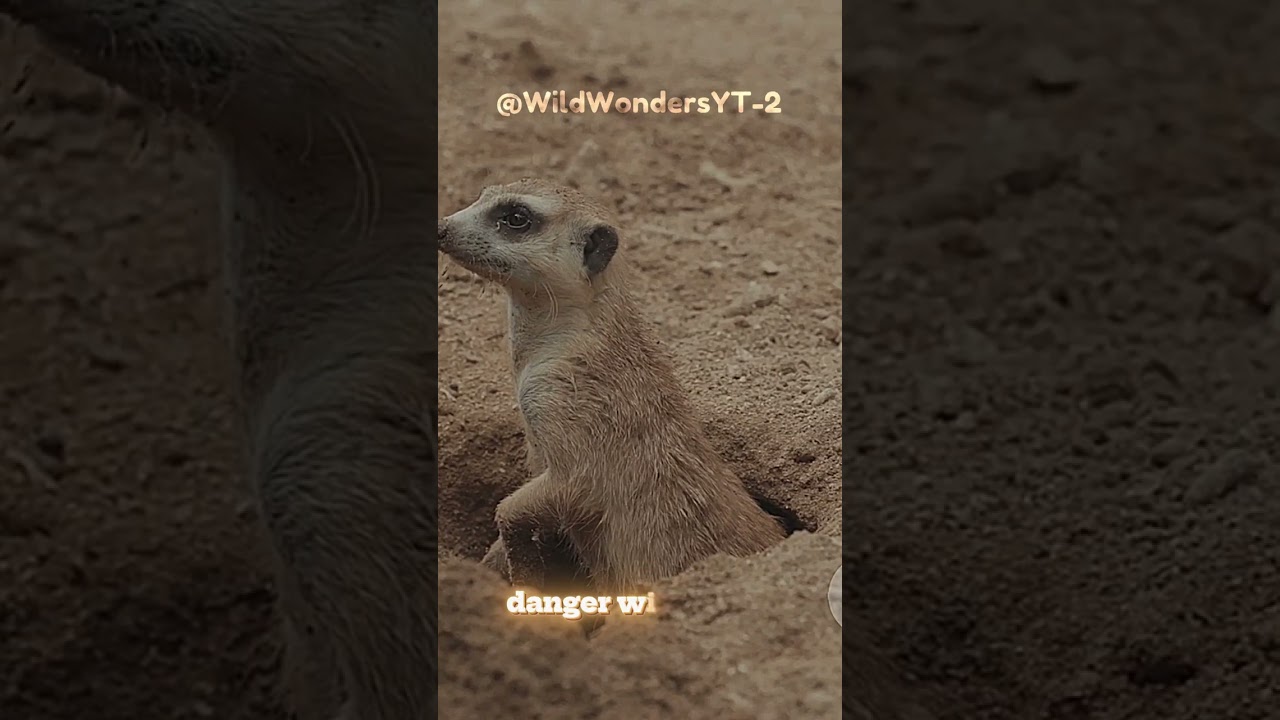 Animal Traits that can MAKE YOU WOW!