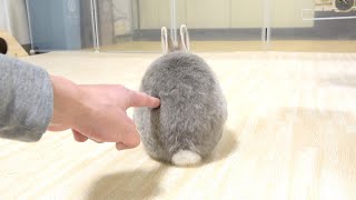 うさぎさんが全然構ってくれなくなっちゃいました