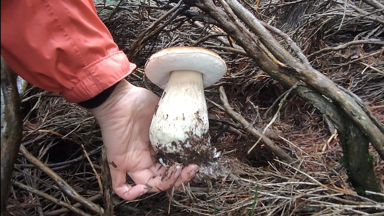 BOLETUS EDULIS MADRID 20/11/2022. ÚLTIMA SALIDA DE LA TEMPORADA.
