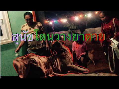 สุนัขโดนวางยา