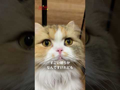 ラガマフィンのくるみちゃん&ソマリのこてつくん🐱の飼い主さんにインタビュー!【第2弾】 #猫