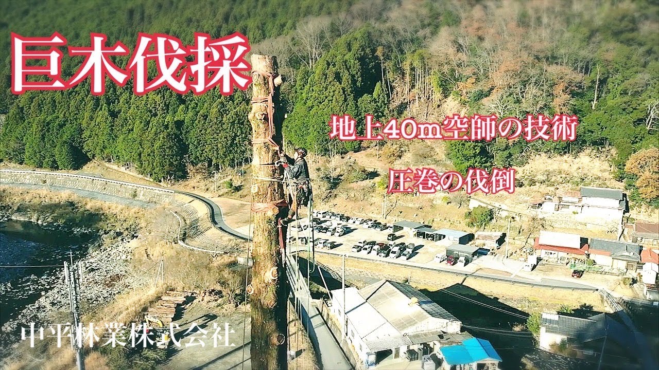巨木伐採 特殊伐採空師の技術 迫力の伐倒 中平林業株式会社 - YouTube