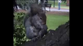 Белка жрет воробья в Бостонском парке (squirrel eats sparrow)