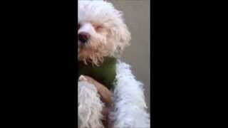 Theo Liver Shunt Symptoms by Maltese Rescue California 7,181 views 10 years ago 49 seconds