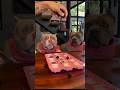 😱 衝撃!犬たちのために作った手作りアイスに大興奮!