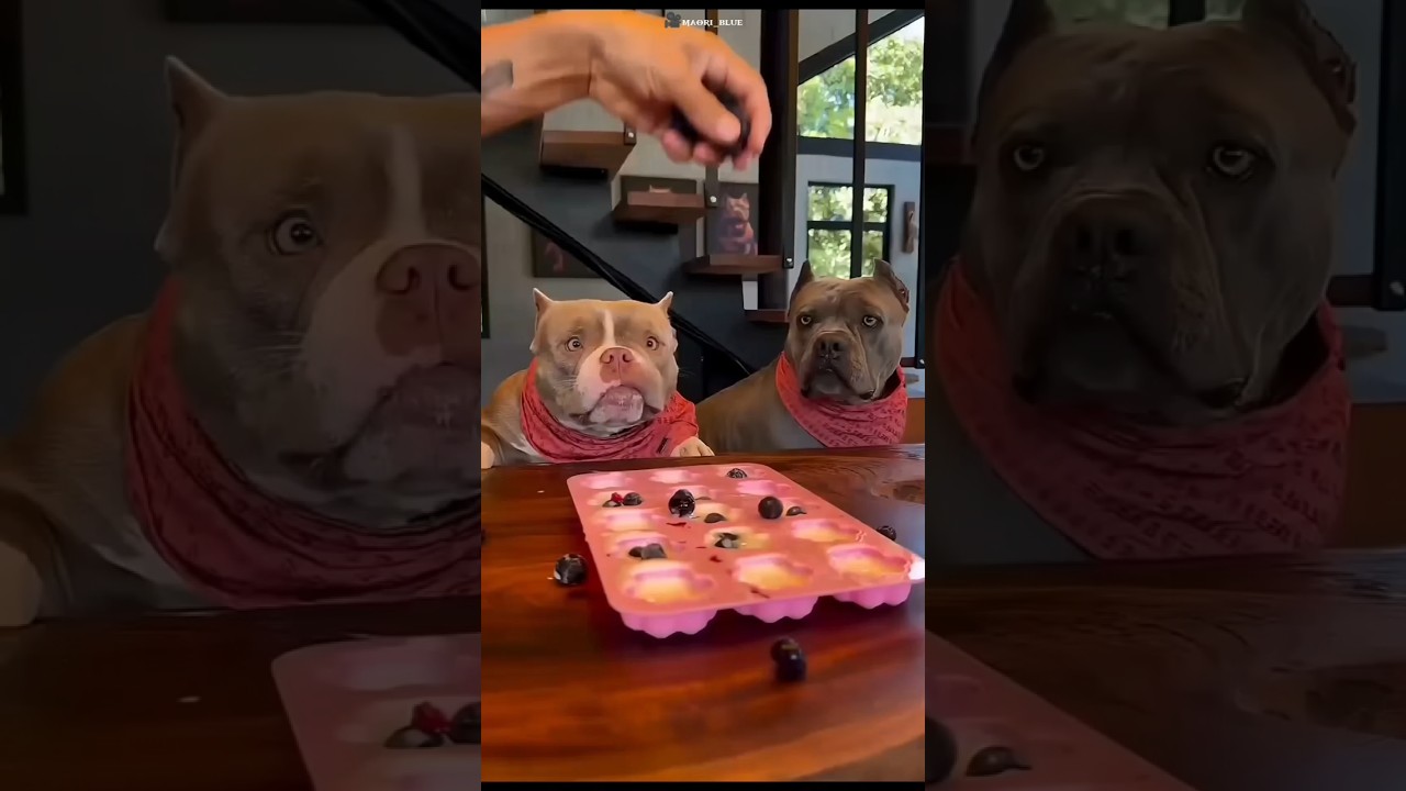 😱 衝撃!犬たちのために作った手作りアイスに大興奮!