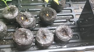 Inside The Clone Dome Episode #1 - Cannabis - Grow - Clones - Weedcash - Seedlings