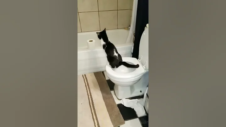 My Cat pees in toilet