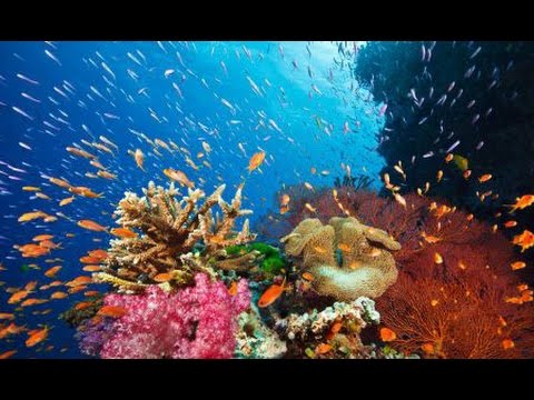 Video: 30 Unglaublich Lebendige Bilder Von Korallenriffen Und Riffarten
