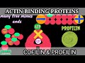 Actin Binding Proteins | Cofilin & Profilin | Accessory Proteins Of Actin Cytoskeleton |