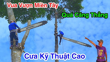 Vua Vượn Miền Tây Cưa Cây Dầu Siêu To Kỹ Thuật Cao Trong Vườn Mai Bạc Tỷ Quá Căng Thẳng 2/3