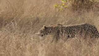 Leopard Moving In Tall Grass