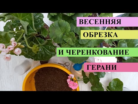 Весенняя обрезка ГЕРАНИ и черенкование, СРОЧНО пора обновить все кусты