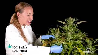 Critical + (Dinafem)