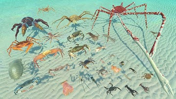 Crustacean Animal Size Comparison - Realistic 3D Animation Comparison
