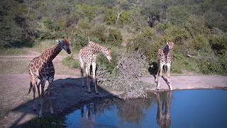 Giraffes visit Rosie's Pan