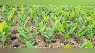 KELILING KE KEBUN KUNYIT UMUR 1 BULAN