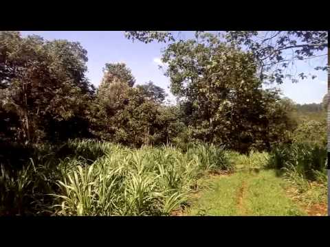 4 5 Acres land for sale in Tigoni Kenya