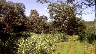 4 5 Acres land for sale in Tigoni Kenya
