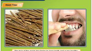 Trees in the Neighbourhood | Environmental Studies Class 4