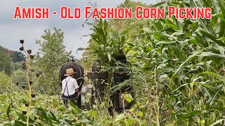 Amish - Old Fashion Corn Picking