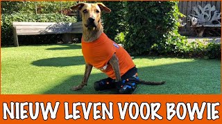 Waarom Bowie een amputatie moest ondergaan! | DierenpraatTV