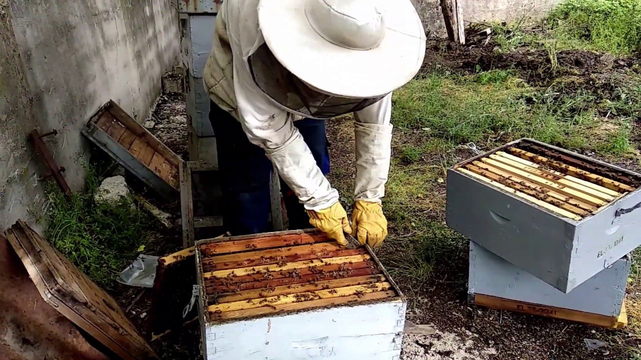 How to raise your own queen bees in 13 easy steps - Πως να κάνεις