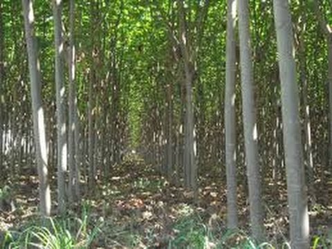 Video: Una de las especies de árboles más ligeras es la madera de balsa