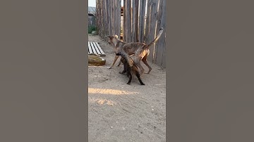 Mother Cat Protects Vulnerable Kittens From Python Attack While Dog Watches Paralyzed