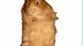 Guinea Pig Song